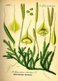 Бухалковиден плаун (Lycopodium clavatum)